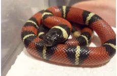 Lampropeltis triangulum Nelsoni