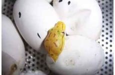 phoca_thumb_l_gelege3-08-1.jpg
