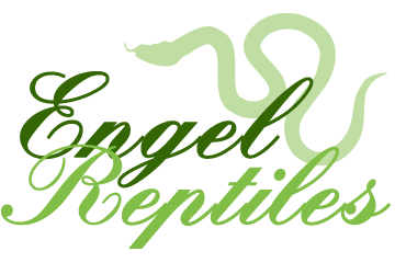 Engel Reptiles